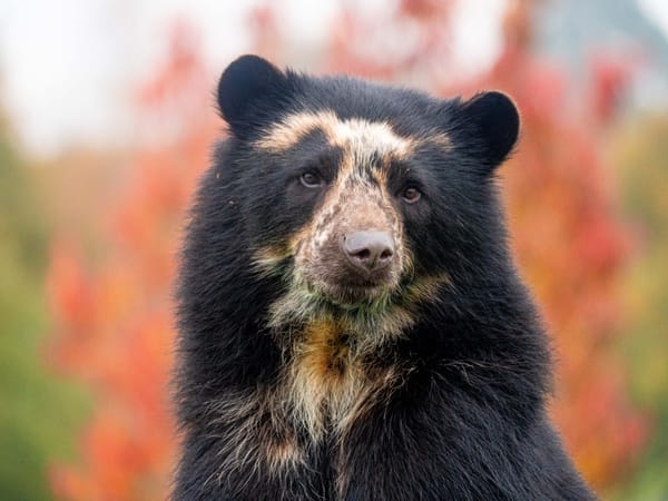 Noah’s Ark Zoo Farm Tests if Real-Life 'Paddington Bears' Have a Taste for Marmalade