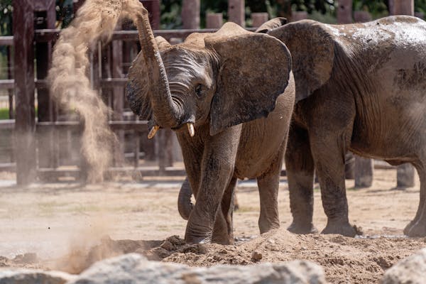 This Is Another Reason Why Elephants Are Amazing...