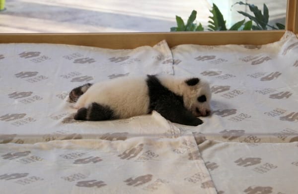 First glance at panda cubs