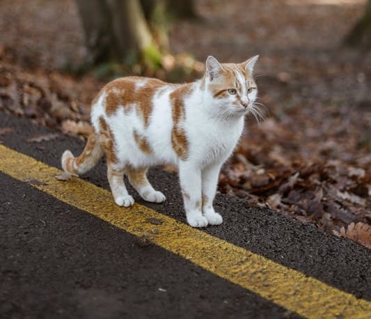 Feline Fugitive: Beans' Epic 300-Mile Road Trip Ends in Heartwarming Reunion!