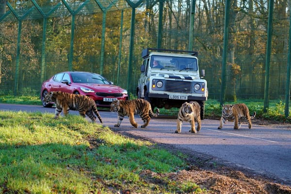 Who Needs Zebras? Rare Tiger Cubs Create Their Own Crossing