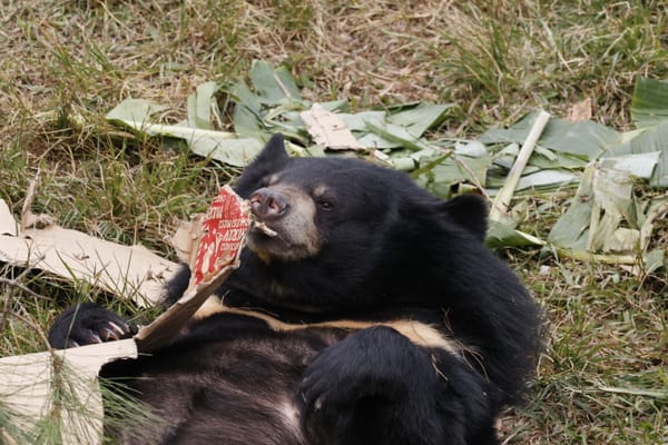 A Bear-y Merry Christmas for these Fur-tunate Rescues!