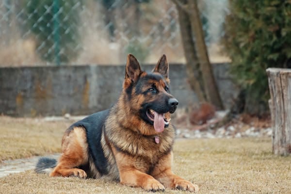 Retired Police Dog Proves Heroes Never Retire: Saves Missing Man on Birthday Walk