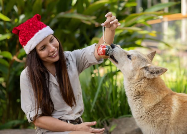 Australia Zoo Residents Join in the Christmas Cheer this Holiday Season