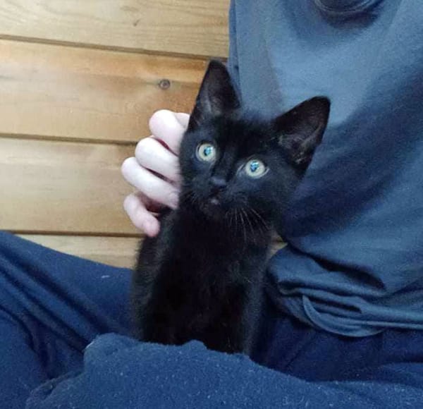 ‘Miracle’ Kittens Thriving After Being Found Abandoned in Carrier on Christmas Eve