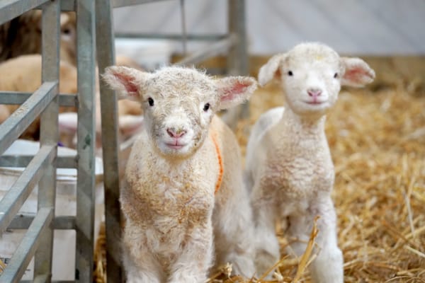 Ewe Heard It Here First - Lambing Season has baa-gun at Noah’s Ark Zoo Farm with first Twins Nik and Nak named after crisps!