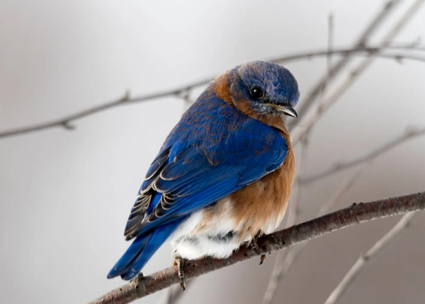 If you're a nature fan, get involved in the annual Big Garden Birdwatch!  (By Evie, 13)