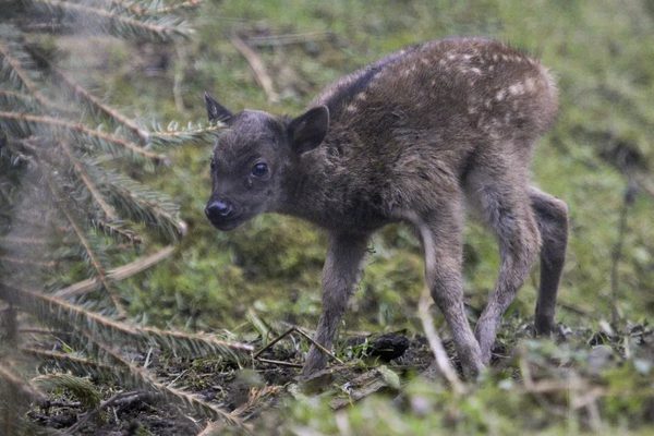 Endangered deer fawn born at Bristol Zoo Project