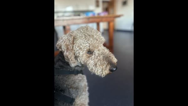 Olive the Airedale Terrier reunites with Wells RNLI after her life was saved