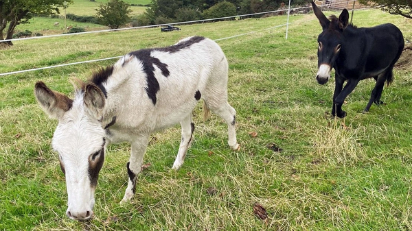 Donkeys Find Loving Homes After Year-Long Search