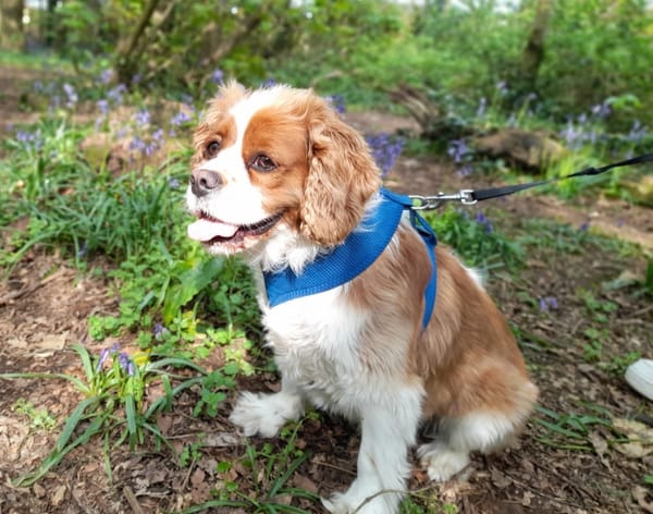 Celebrate National Love Your Pet Day: Discover the Health and Happiness Benefits of Pet Ownership