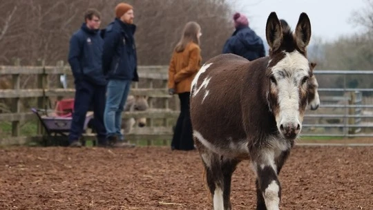 Lead Role For Donkeys In Exeter University Course