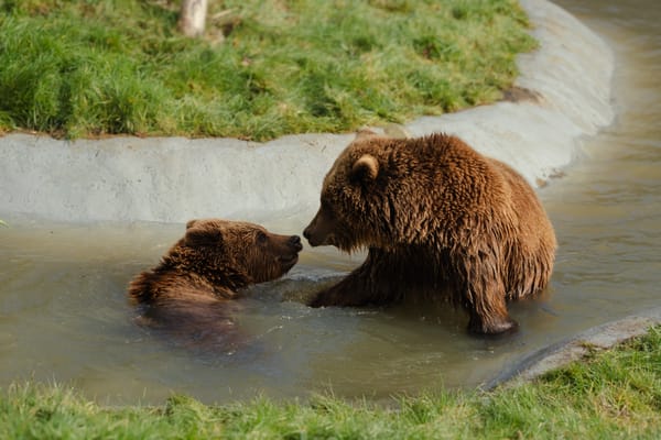 Spring Awakens at Whipsnade Zoo as Four Brown Bears Shake Off Winter Slumber