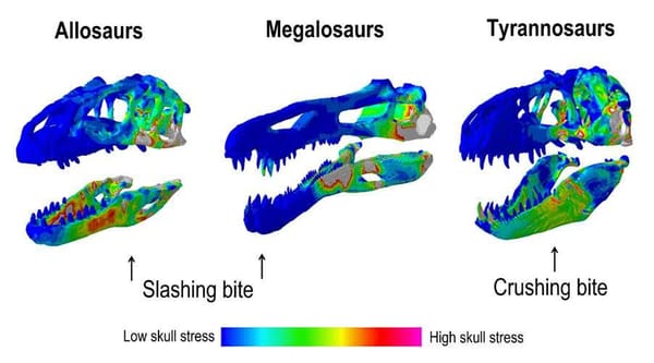 Not All Giant Dinosaurs Had Bone-Crushing Bites, Study Finds