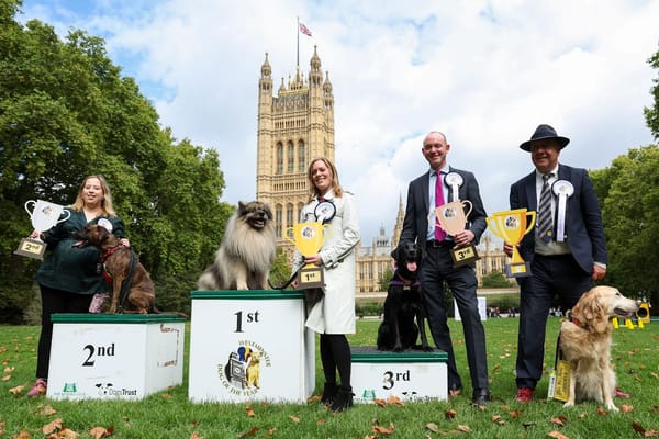 Tamworth MP’s Dog Crowned Winner at Westminster Dog of the Year