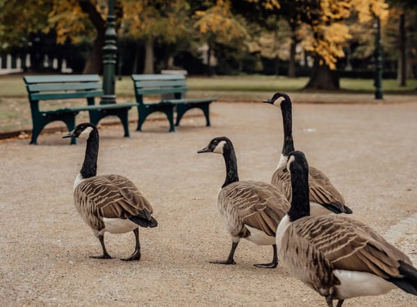 What Geese Teach Us About Leadership and Followers
