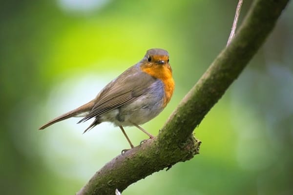 School librarian and ex student contribute to amazing new book to save Britain’s birds