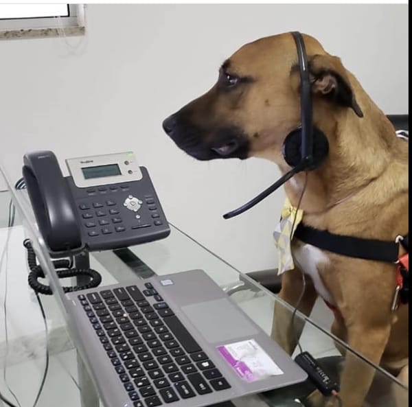 Stray dog gets dream job - in car customer service