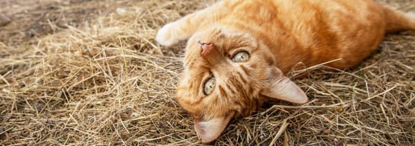 The Great Outpaws! Charity looking for outdoor homes for nervous cats
