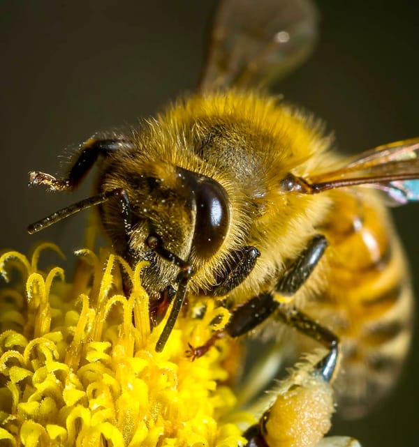 Buzzy brilliance! Miracle bees make it out alive after being buried in volcano ash for 50 days