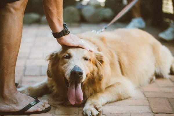 Good news for dog owners! People with pooches more likely to feel loved
