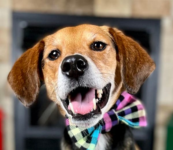 Meet dog of the year Boone - lighting up children’s hospitals with his smile and story