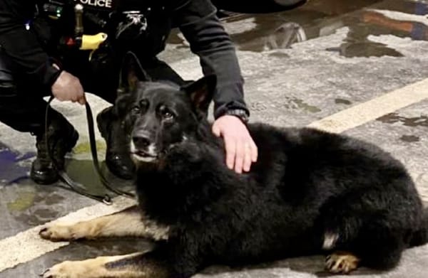 Move over Inspector Morse! Police dog hero retires after years catching criminals