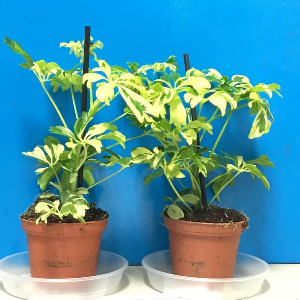 Brilliant eco students place happiness and oxygen boosting plants in every school classroom