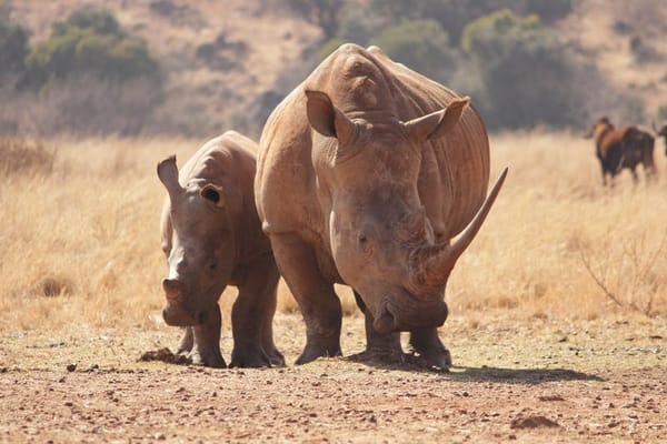 After 40 years of extinction, rhinos return to Mozambique