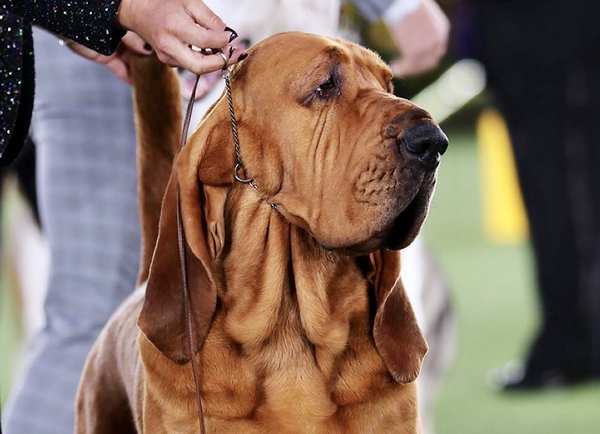 Trumpet, 4, wins prestigious dog show 