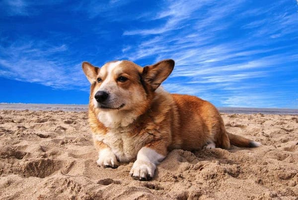 Corgis and their owners gather dressed in royal attire to honour Queen Elizabeth II