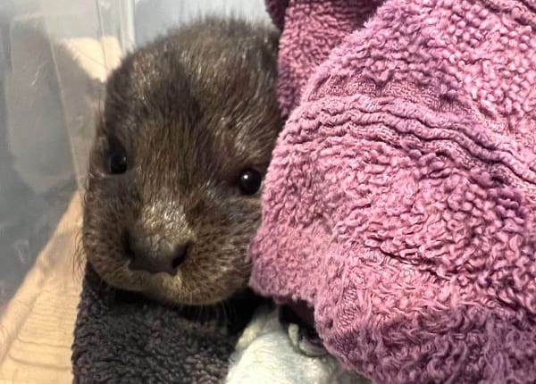 Baby otter saved from side of busy Aberdeenshire road