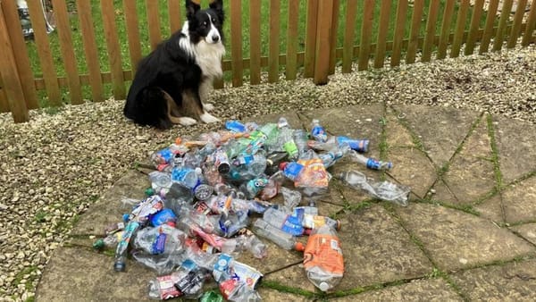 One of world’s first eco dogs hailed for clearing up plastic on his walks!