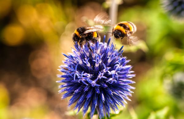 Bumblebee brilliance as study shows they solve puzzles by watching peers