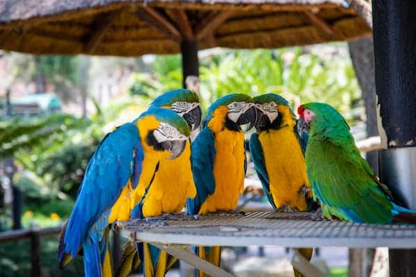 Who’s a clever parrot? These ones certainly are…
