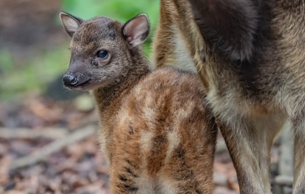 Hello Hercules! Endangered deer fawn seen for the first time