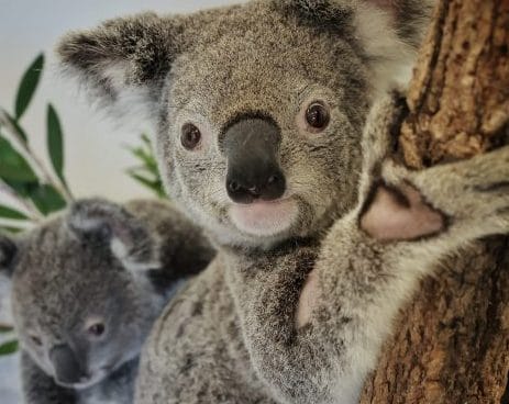 Good news for Bluebell, Bottlebrush and other endangered koalas in new partnership