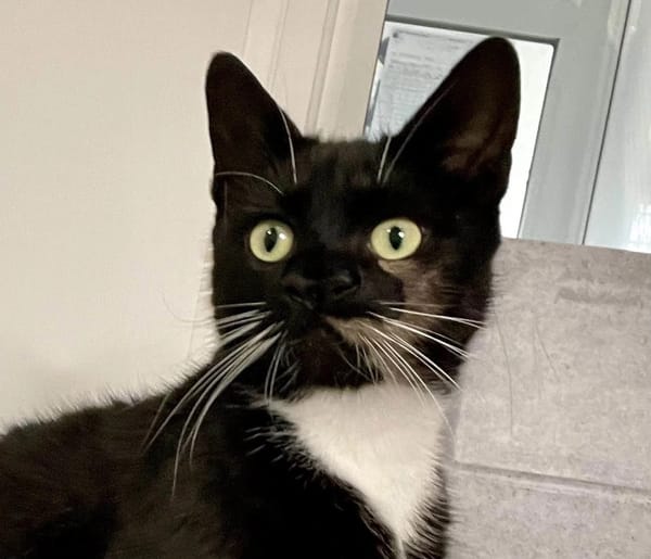 Homeless cat stuns carers after finding it has two noses!