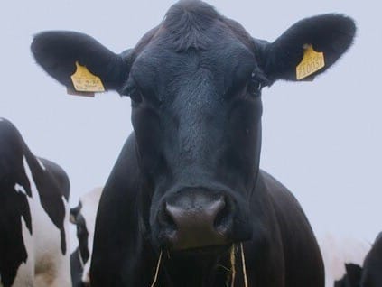 Fuelled by the farm! Waitrose is the first retailer to power its tractors by cow manure