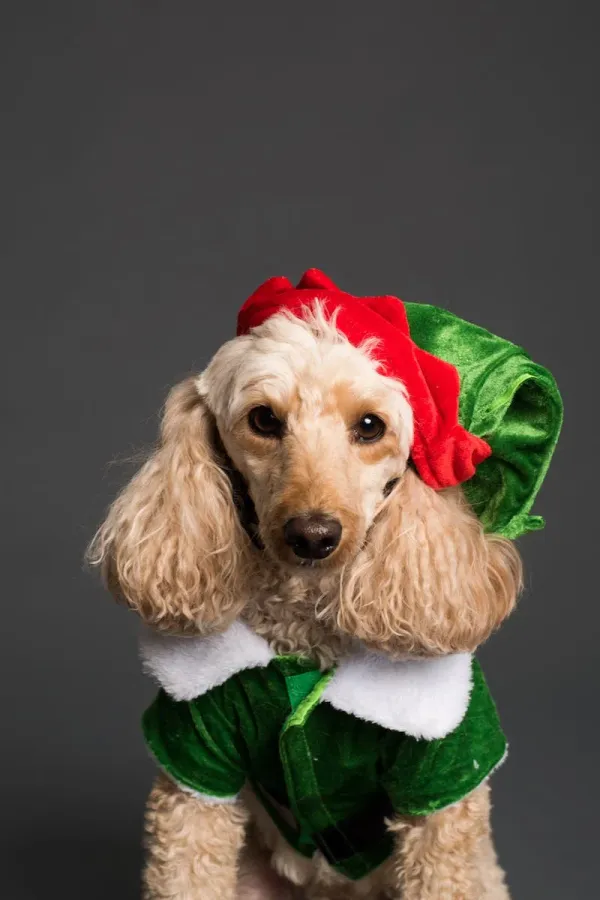 Christmas Dogs dress up as reindeer and nativity characters!