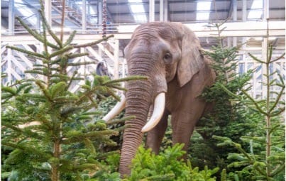 Noah’s Ark Zoo Farm Gears Up For Biggest Christmas Tree-Cycling Yet