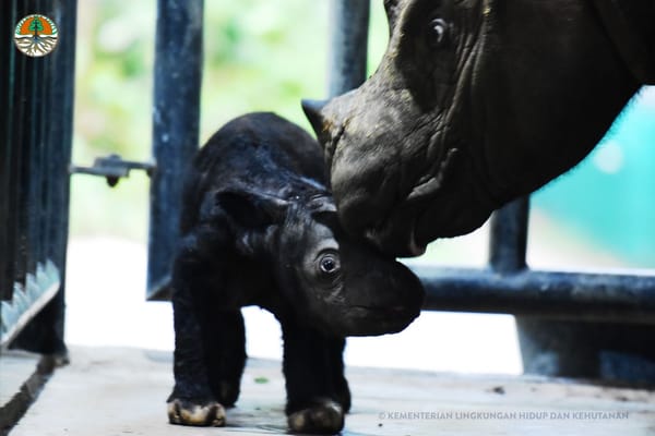 Good news for rhinos as Indonesia ramps up conservations efforts (By Francesca, 19)