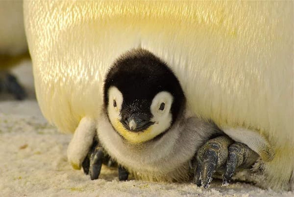 Good news as one of world’s smallest penguins rescued on runway