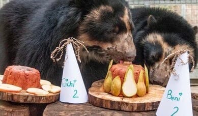 Good news as twin spectacled Bears celebrate 2nd Birthday