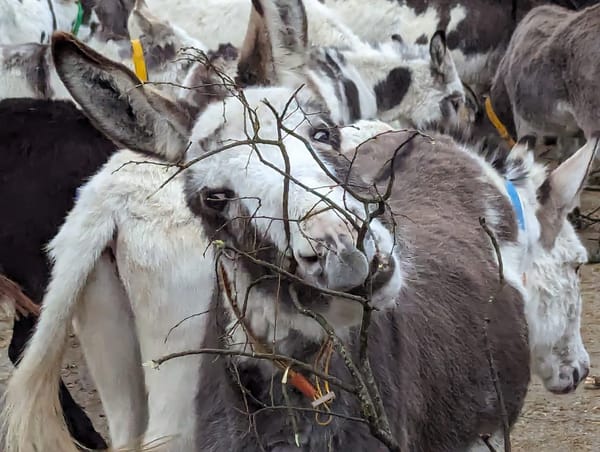 Good news for donkeys with inspirational methods at brilliant sanctuary   