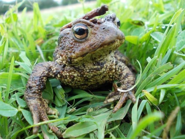 Good news for toads as people help them cross the road safely