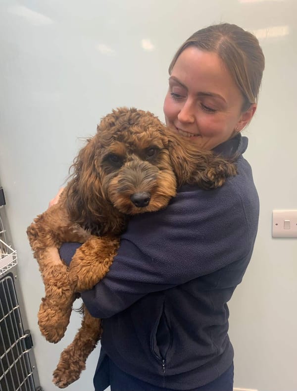 Good news for Thomas the Cockapoo who is one step closer to a pain-free future