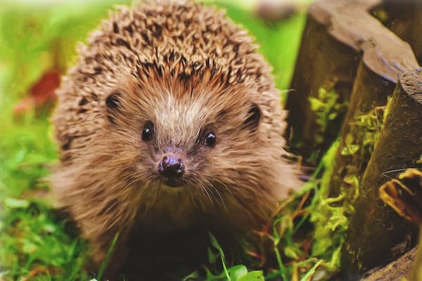 Don’t be prickly! Celebrate the humble hedgehog this National Hedgehog Day