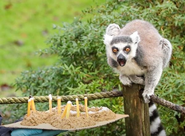 Good news for endangered lemurs as they enjoy a joint birthday party at brilliant zoo