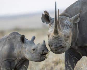 Good news for Kenya’s Black Rhinos in miracle comeback as numbers reach 1000